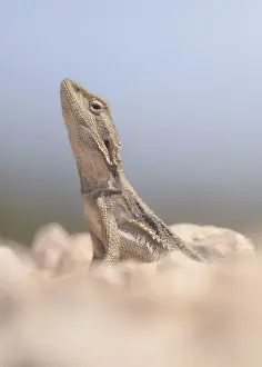Kristian Bell Photography Prints: Portrait of a wild, dwarf bearded dragon (Pogona minor) from outback Australia