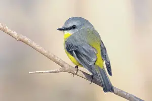 Kristian Bell Photography Prints: Portrait of a wild Eastern Yellow Robin (Eopsaltria australis)