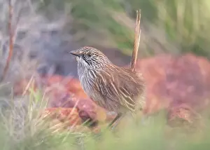 Avian Prints: Portrait of a wild Gawler Ranges Short-tailed Grasswren (Amytornis merrotsyi pedleri) in spinifex and rock habitat