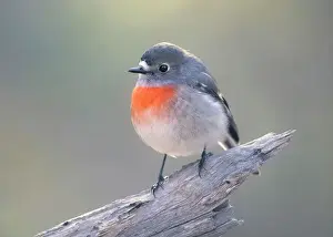 Portrait of a wild juvenile scarlet robin (Petroica boodang) perched on a branch, Australia