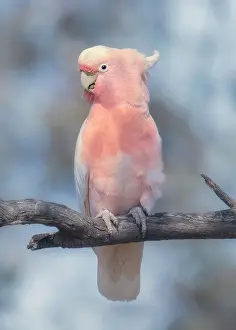 Kristian Bell Photography Prints: Portrait of a wild Major Mitchells cockatoo (Lophochroa leadbeateri)