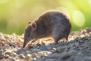Portrait of a wild southern brown bandicoot (Isoodon obesulus) with warm backlighting