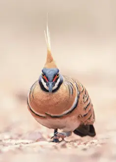 Kristian Bell Photography Prints: Portrait of a wild spinifex pigeon (Geophaps plumifera) foraging on the ground