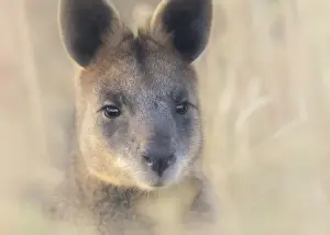 Kristian Bell Photography Prints: Portrait of a wild swamp wallaby (Wallabia bicolor) from Melbourne, Australia