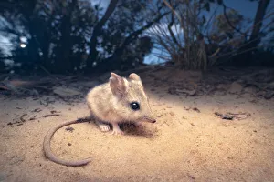 Portrait of a wild, threatened sandhill dunnart (Sminthopsis psammophila) from South Australia Portrait of a wild, threatened sandhill dunnart (Sminthopsis psammophila) from South Australia