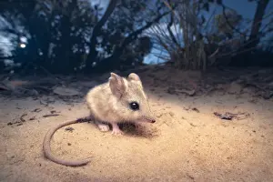 Eyes Prints: Portrait of a wild, threatened sandhill dunnart (Sminthopsis psammophila) from South Australia