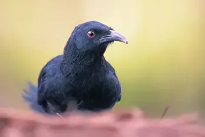 Kristian Bell Photography Prints: Portrait of a wild white-winged chough (Corcorax melanorhamphos) from Melbourne, Australia