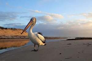 Pelican Collection: Posing Pelican