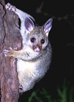 Images Dated 17th July 2011: Possum