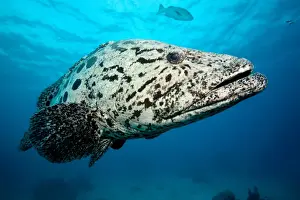 Aquatic Prints: Potato Cod