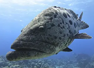 Great Barrier Reef Prints: Potato Cod, Epinephelus tukula