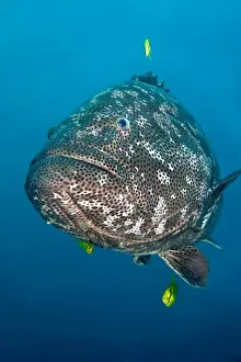 Four Animals Prints: Potato Cod fish