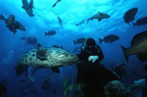 Great Barrier Reef Prints: Potato Cod with Scuba Diver