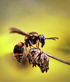 Louise Docker Photography Collection: Potter wasp