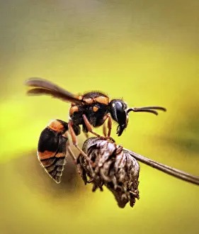Potter wasp