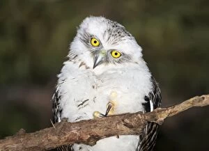 Owl Collection: Powerful chick or Ninox strenua