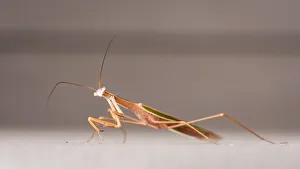<b class=qtipBold><figcaption>Praying Mantis</figcaption></b><br>A close-up image of a praying mantis in a quizzical position Praying Mantis