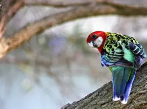 Alertness Prints: Pretty fella