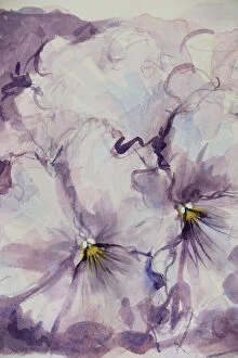 Images Dated 2020 November: Pretty Mauve Pansies Watercolor Painting