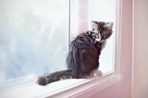 Transparent Prints: Pretty in Pink