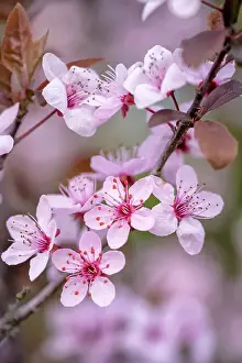 Prints of Pretty purple plum tree blossoms Louise Docker Photography Prints: Pretty plum blossoms on the tree