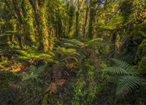 Images Dated 25th April 2016: Pristine rainforest on the west coastline at Ship Creek, south Island, New Zealand