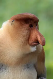 Vitality Prints: Proboscis monkey