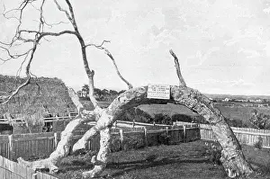 Australia's Rich History Prints: Proclamation Tree, South Australia