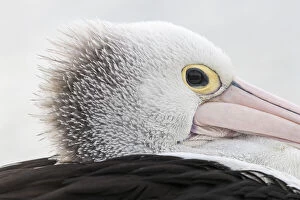 Pelican Collection: A side profile of an Australian pelican