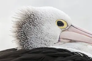 Caloundra Prints: A side profile of an Australian pelican