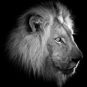 James Stone Nature Photography Collection: Profile view portrait of majestic male lion, side lit, black and white