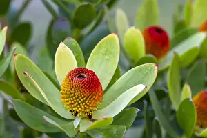 Proteaflower Leucadendron laureolum x strobilinum or Summer Sun