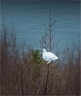Iceland Prints: Ptarmigan resting in a tree, Northern Iceland