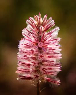 Beautiful Australian Wildflowers Collection: Ptilotus exaltatus- Pink Mulla Mulla