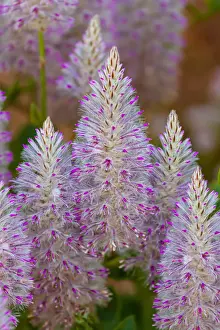 Ptilotus exaltus - Mulla Mulla