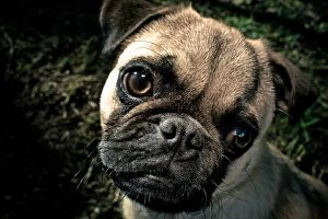 Dogs Collection: Pug dog puppy