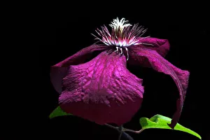 Purple clematis flower