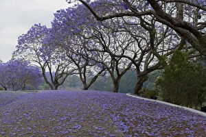 Stunning Jacaranda Trees Collection: A purple covered bikeway of Jacaranda flowers
