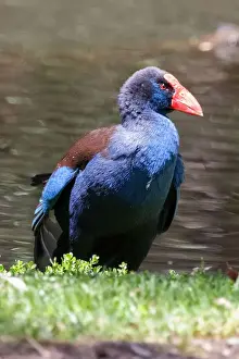 Bird Prints: Purple Swamphen