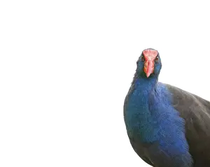 Lea Scaddan Prints: Purple Swamphen