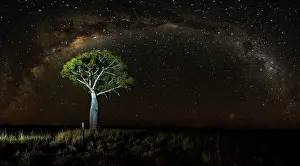 Queensland Boab