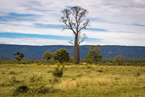 Single Tree Prints: Queensland bottle tree