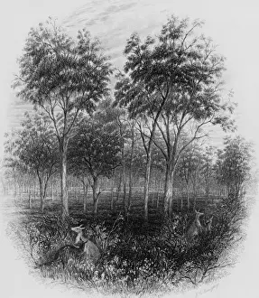 Queensland Bush