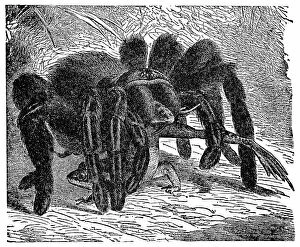 Images Dated 2023 October: Queensland Whistling Tarantula Spider (Selenocosmia Crassipes) Attacking a Frog - 19th Century