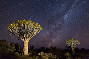 Daniel Osterkamp Collection: Quiver Trees with Milky Way at Giants Playground in Keetsmanshoop, Namibia, Africa