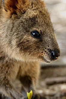 Images Dated 23rd April 2014: Quokka