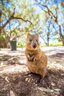 Images Dated 15th November 2016: A Quokka marsupial on Rottnest Island, Western Australia