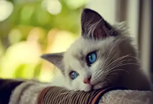 Animal Head Prints: Ragdoll kitten with blue eyes looking out window