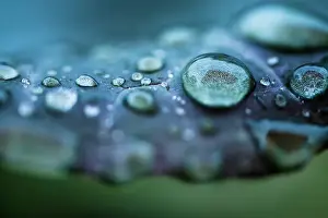 Drop Prints: Rain drops