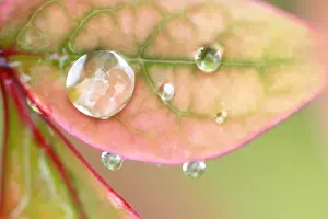 Rain on a leaf